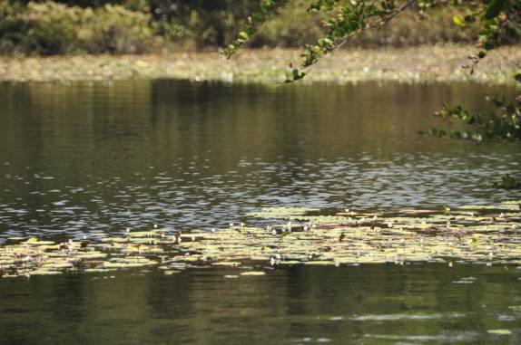 Lagoa da Princesa, em Algodoal - PA